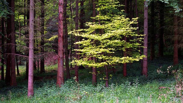 Meetings with Remarkable Trees