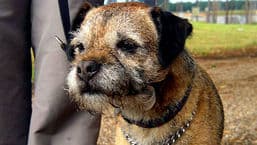 Dog Borstal