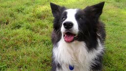 Dog Borstal
