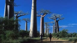 Journey of a Lifetime