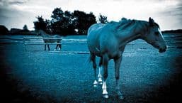 Dick Francis's Bolt
