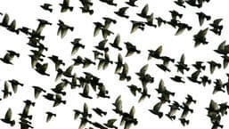 The Birds