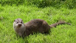 Henry Williamson's Tarka the Otter
