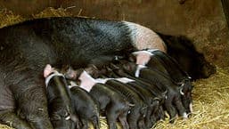 Jimmy Doherty's Farming Heroes