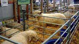 Royal Welsh Show