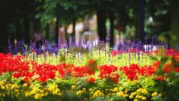 RHS Show Tatton Park