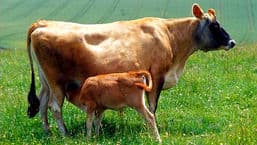 Farming Today