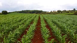 Farming Today