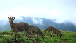 Natural World