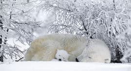 Natural World