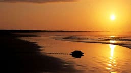 The Essay