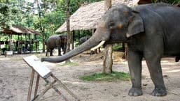 Animals at Work