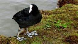 A Guide to Water Birds