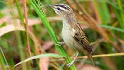 A Guide to Water Birds