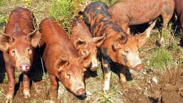 Animals at Work