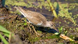 A Guide to Water Birds