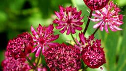 RHS Show Tatton Park