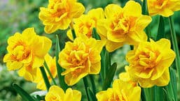 Gardeners' Question Time