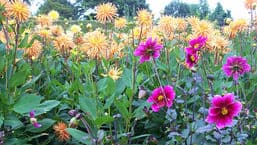 Gardeners' Question Time