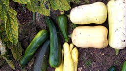 Gardeners' Question Time