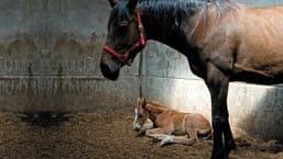 A Breed Apart