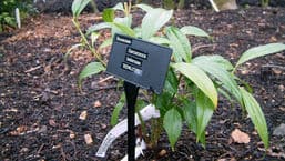 Gardeners' Question Time