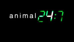 Animal 24:7