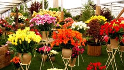 RHS Chelsea Flower Show