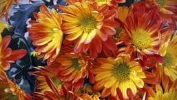 RHS Chelsea Flower Show