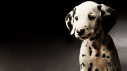 Dodie Smith's 101 Dalmatians