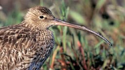 A Guide to Coastal Birds
