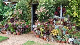 Gardeners' Question Time