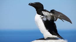 A Guide to Coastal Birds