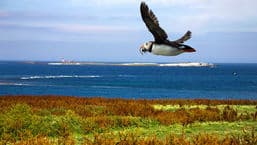 A Guide to Coastal Birds