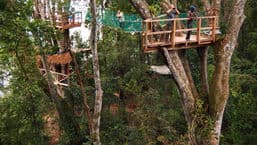 James and the Giant Tree House