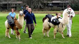 Animals at Work