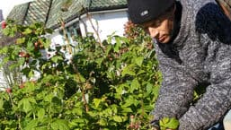 Gardeners' Question Time