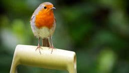 Birds Britannia