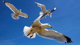 Birds Britannia
