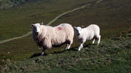 Byd Amaeth