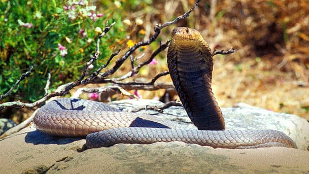 Natural World