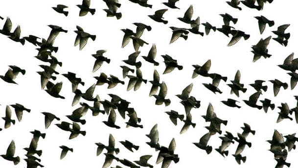 The Birds