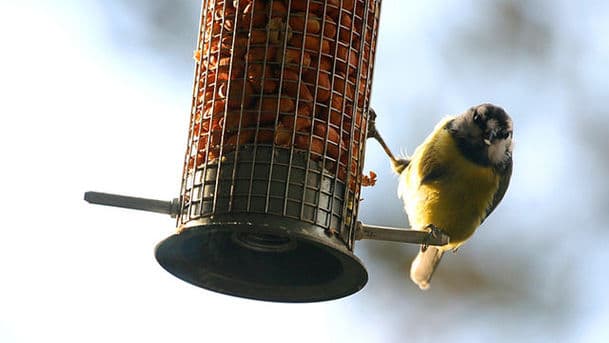 A Guide to Garden Birds