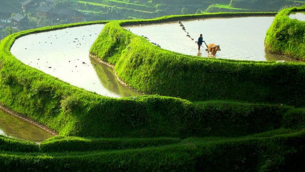 Wild China