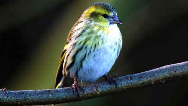 A Guide to Woodland Birds