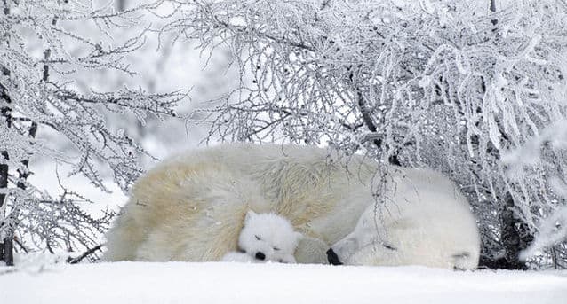 Natural World