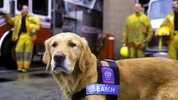 Animals at Work