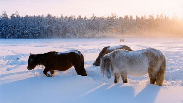 Horse People with Alexandra Tolstoy