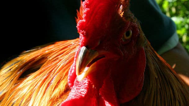 Farming Today
