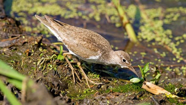 A Guide to Water Birds